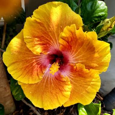 Hibiscus rosa-sinensis 'Georgia's Pearl'