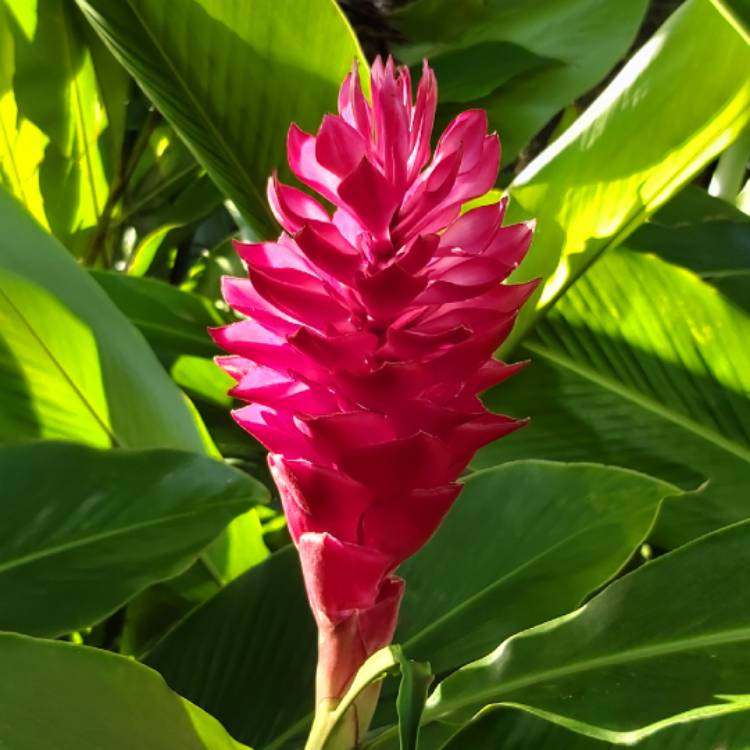 Plant image Alpinia Purpurata