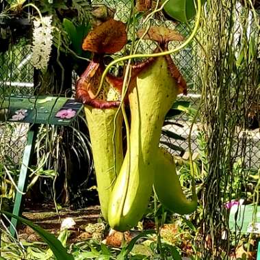 Nepenthes