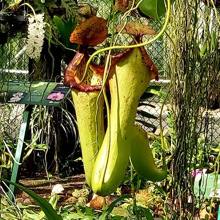 plant image 1211992