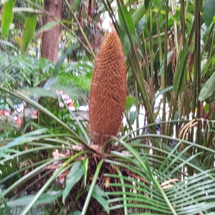 plant image 1213124