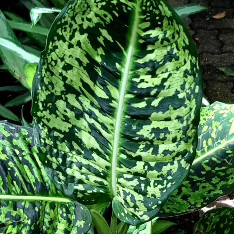 Plant image Dieffenbachia