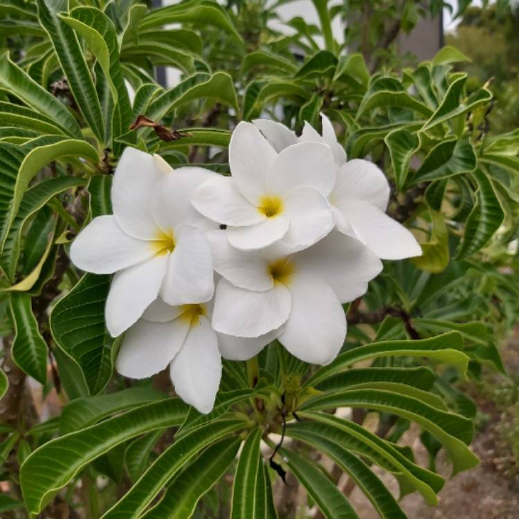 plant image 1214842