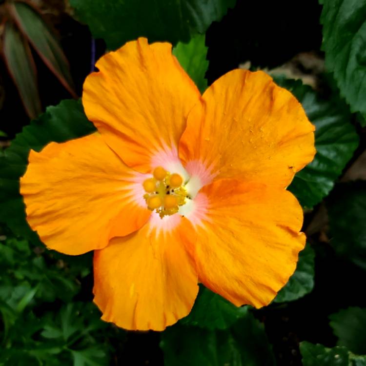 plant image 1215837 plant image 1215837
