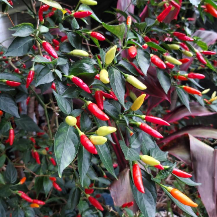 plant image 1215841 plant image 1215841
