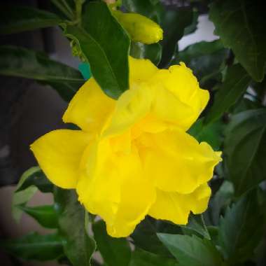 Allamanda cathartica