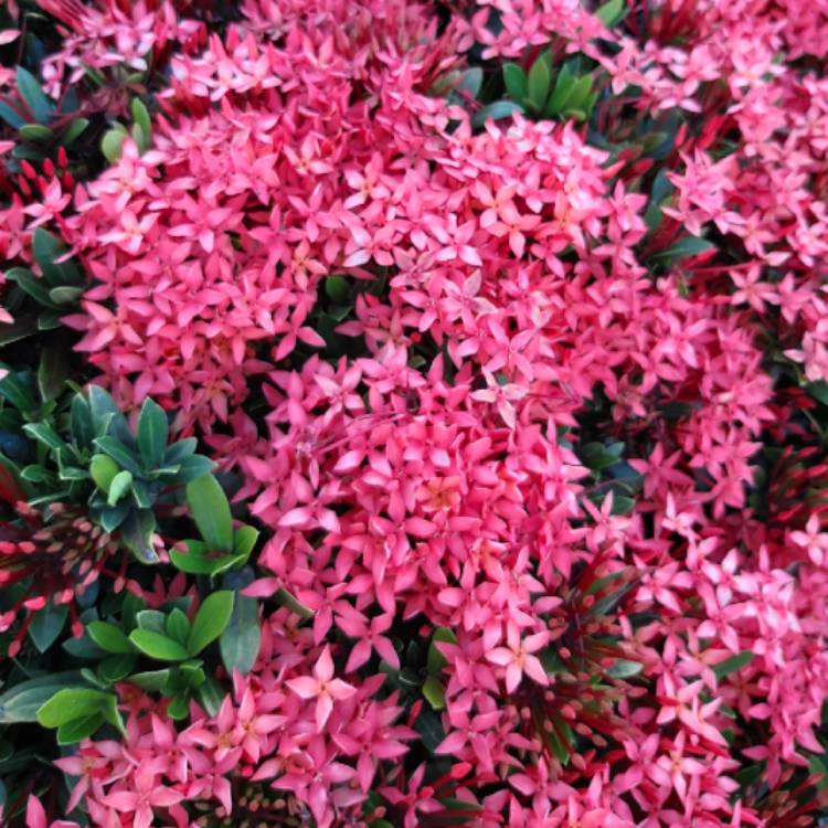 plant image 1216197