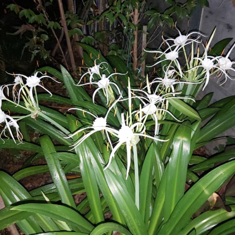 plant image 1216248 plant image 1216248