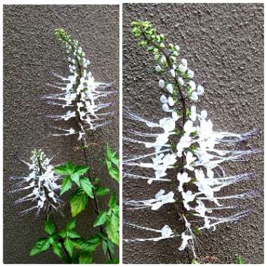 Orthosiphon aristatus albus
