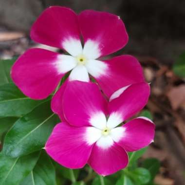 Catharanthus roseus syn. Vinca rosea
