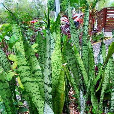 Sansevieria