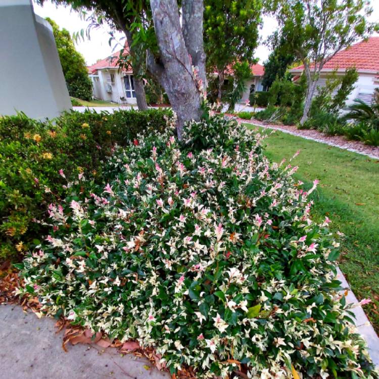 Plant image Trachelospermum jasminoides 'Tricolor'