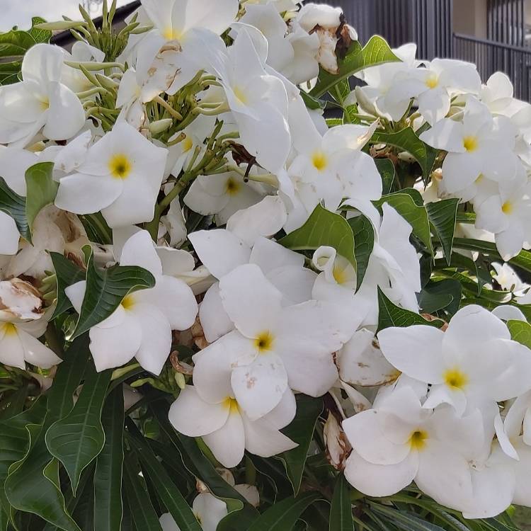 plant image 1220522