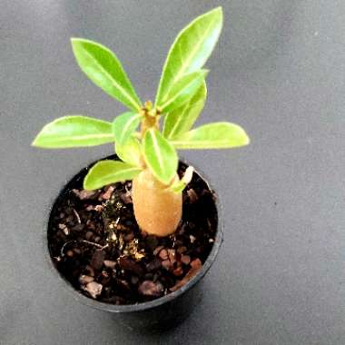 Adenium obesum