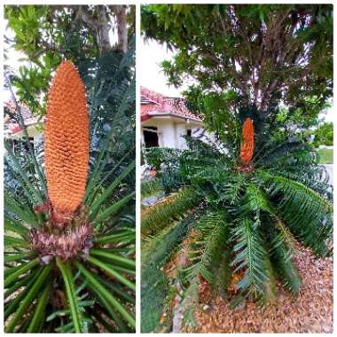 Cycas