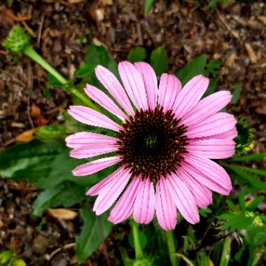 Echinacea