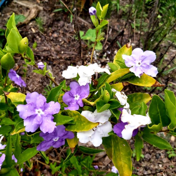 plant image 1222571