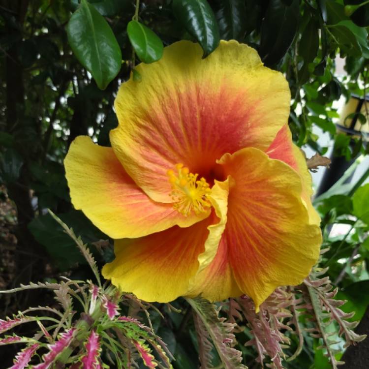 plant image 1222924 plant image 1222924