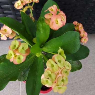 Euphorbia Milii 'Neptune'