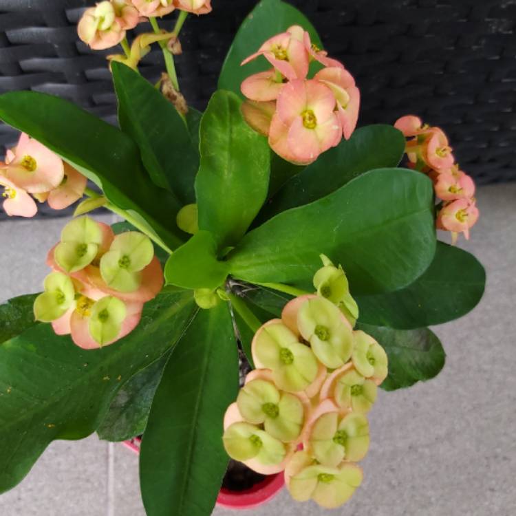 plant image 1222949