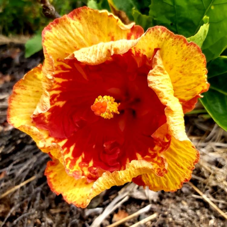 Plant image Hibiscus rosa-sinensis 'Rain Showers'