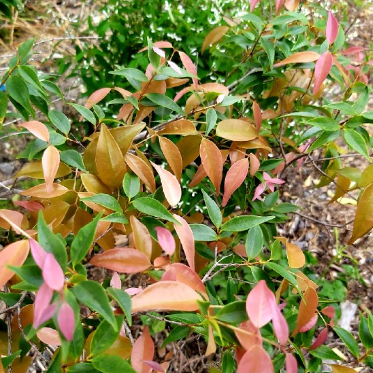 Plant image Syzygium 'Cascade'