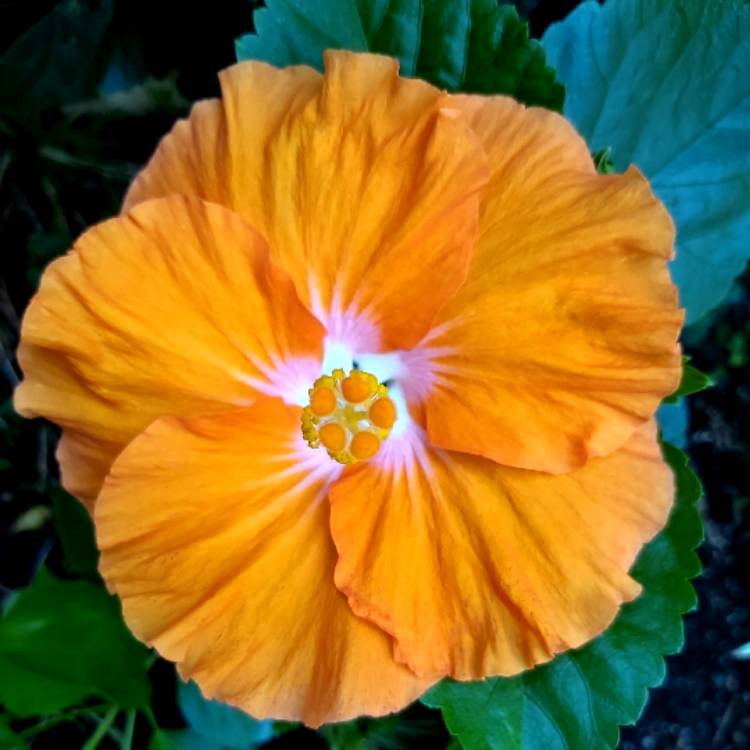 plant image 1225265 plant image 1225265