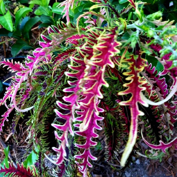 plant image 1225655 plant image 1225655