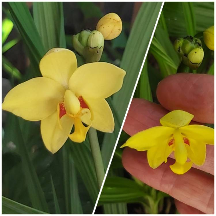 Plant image Spathoglottis Orchid 'Lemon Kiss'