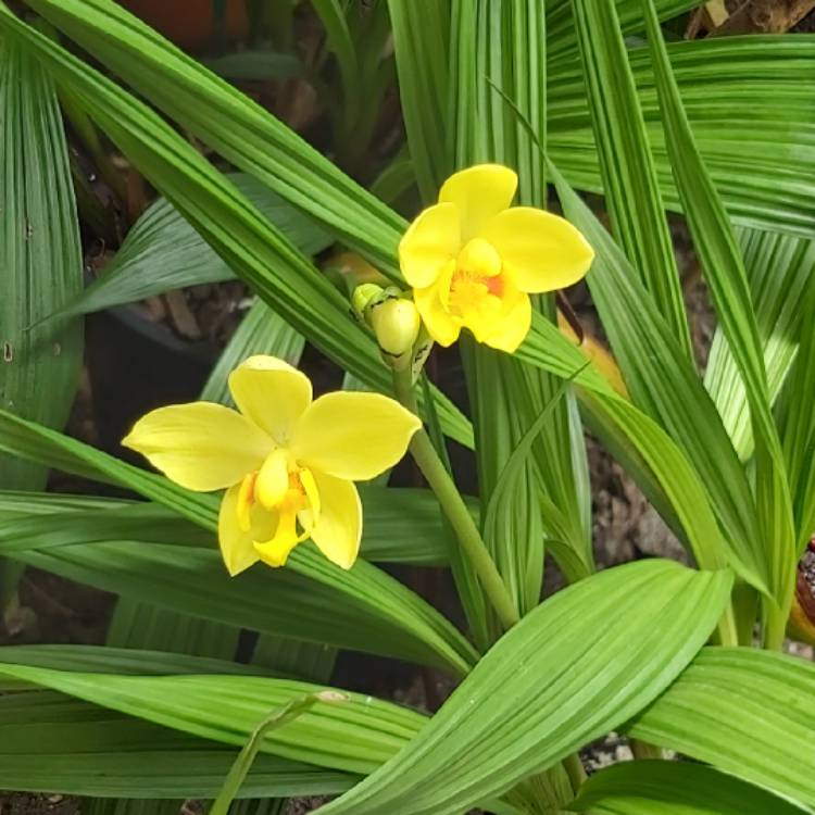 plant image 1227502