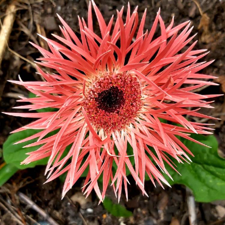 plant image 1227555