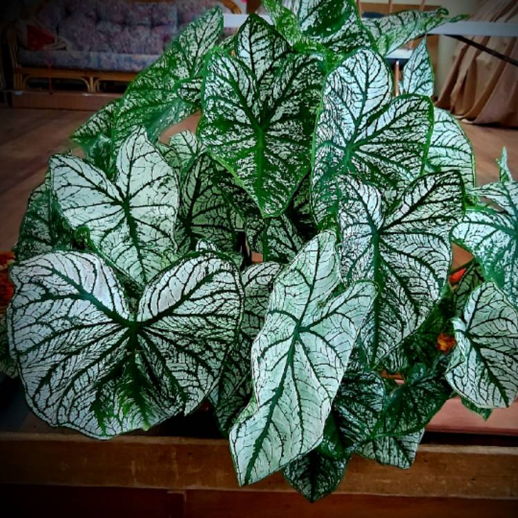 plant image 1228799