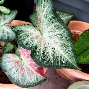 Caladium