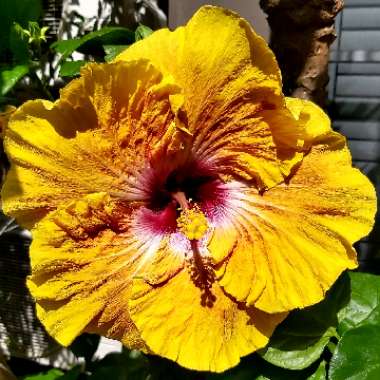Hibiscus rosa-sinensis 'Georgia's Pearl'