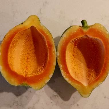 Carica papaya