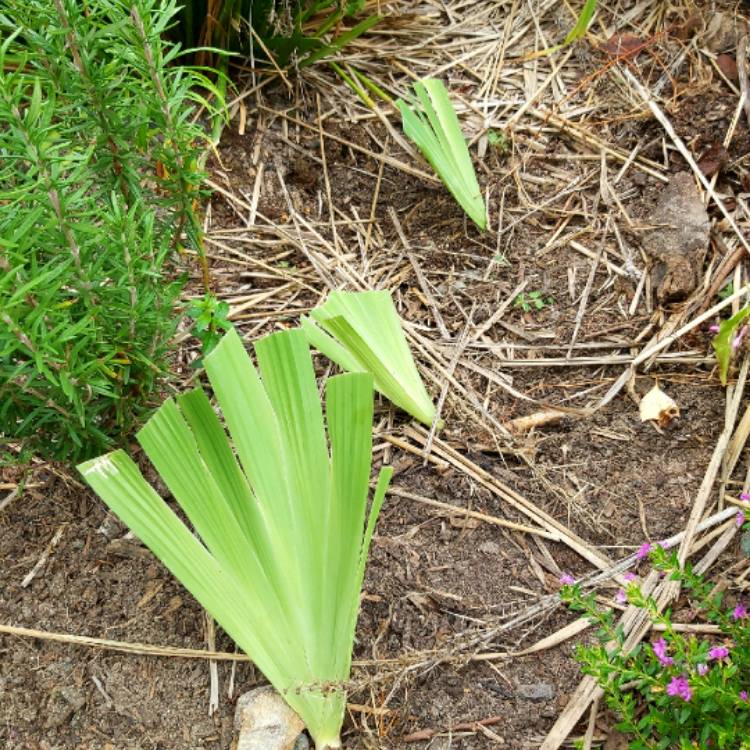 plant image 1236645 plant image 1236645