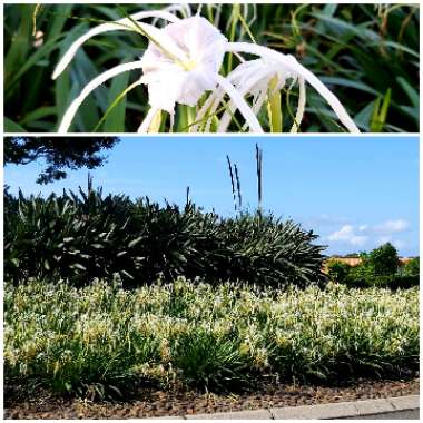 Hymenocallis littoralis
