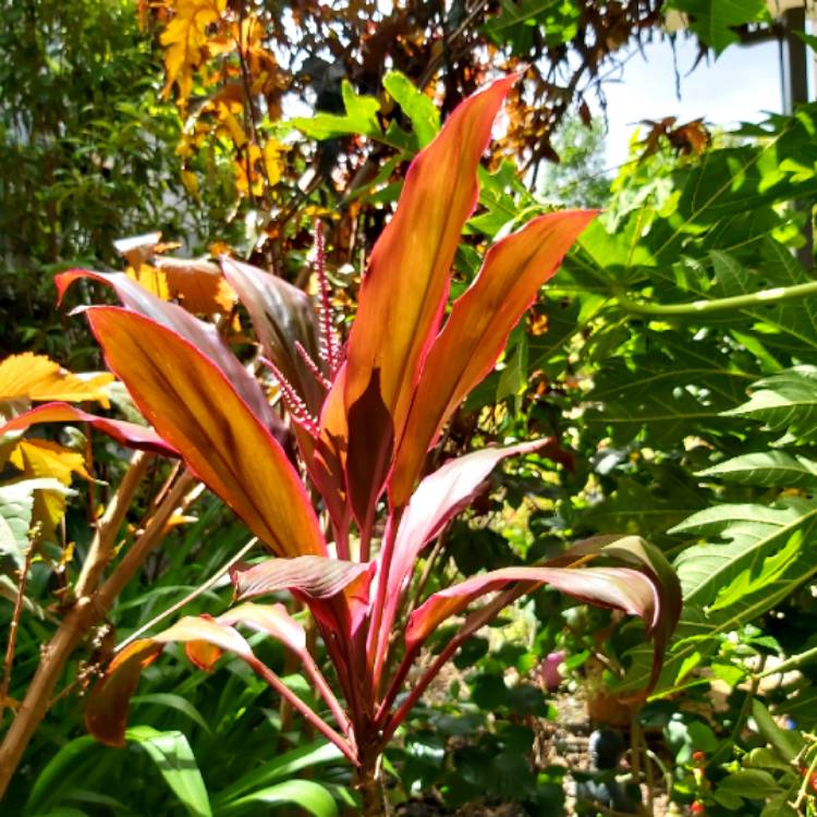 plant image 1245607