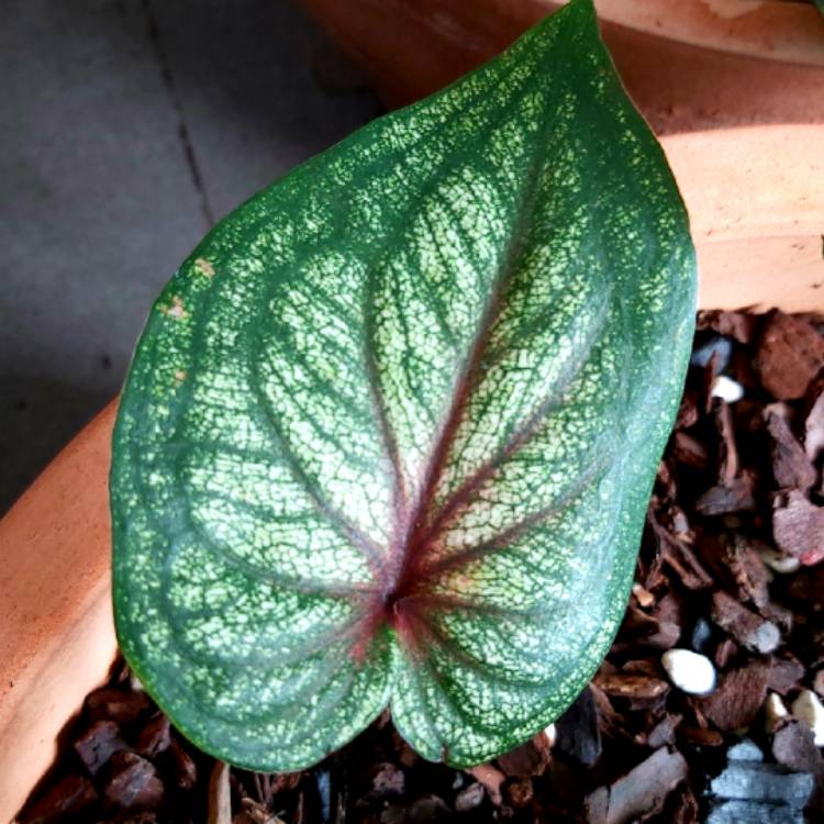 plant image 1245614