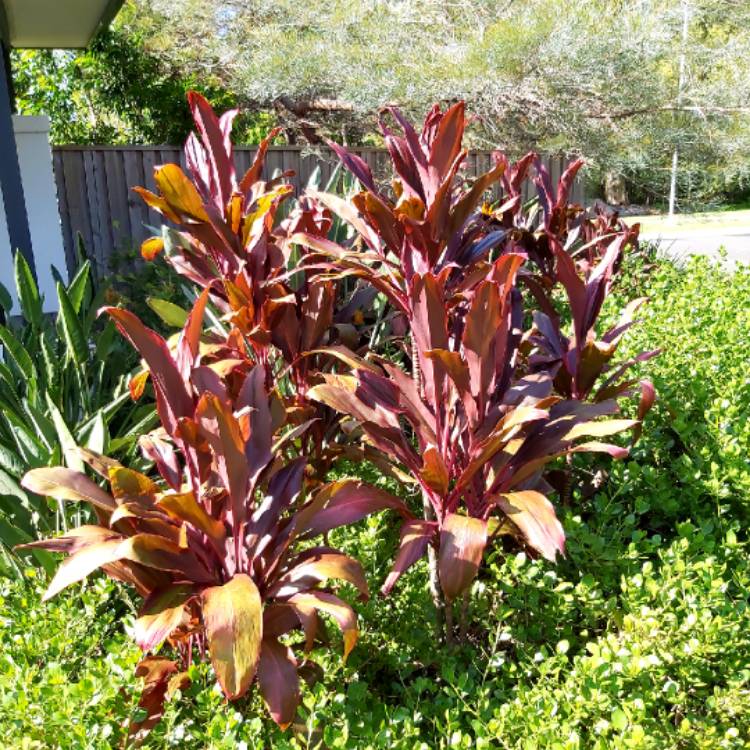 plant image 1245616