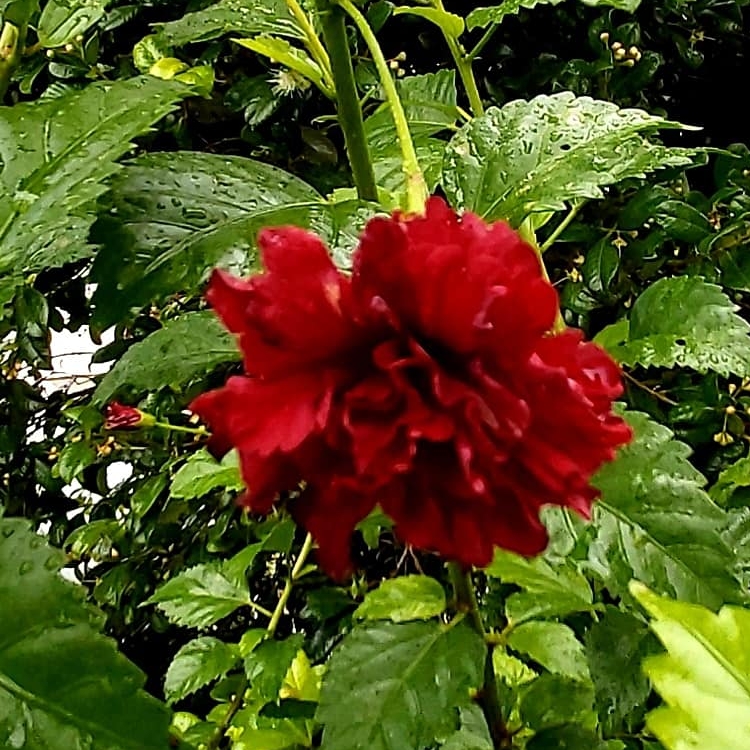 Plant image Hibiscus rosa-sinensis 'Pride of Hankins'