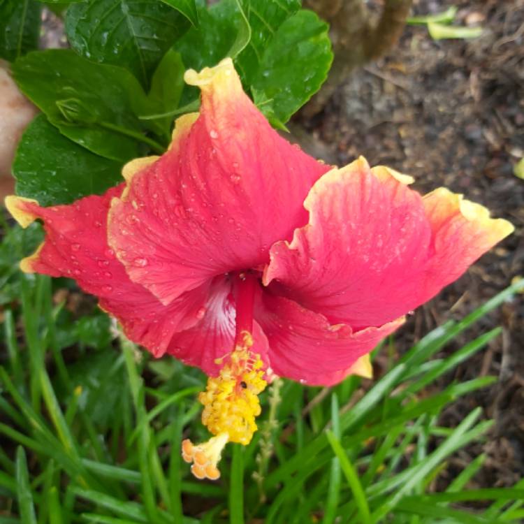 plant image 1248246 plant image 1248246