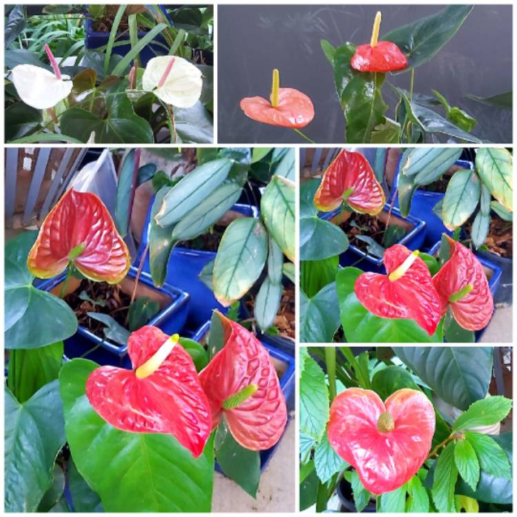 plant image 1253562