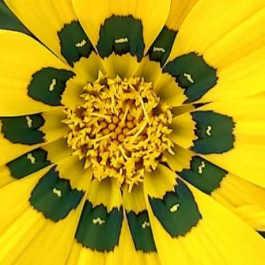 Gazania