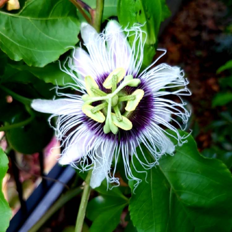 plant image 1257105 plant image 1257105