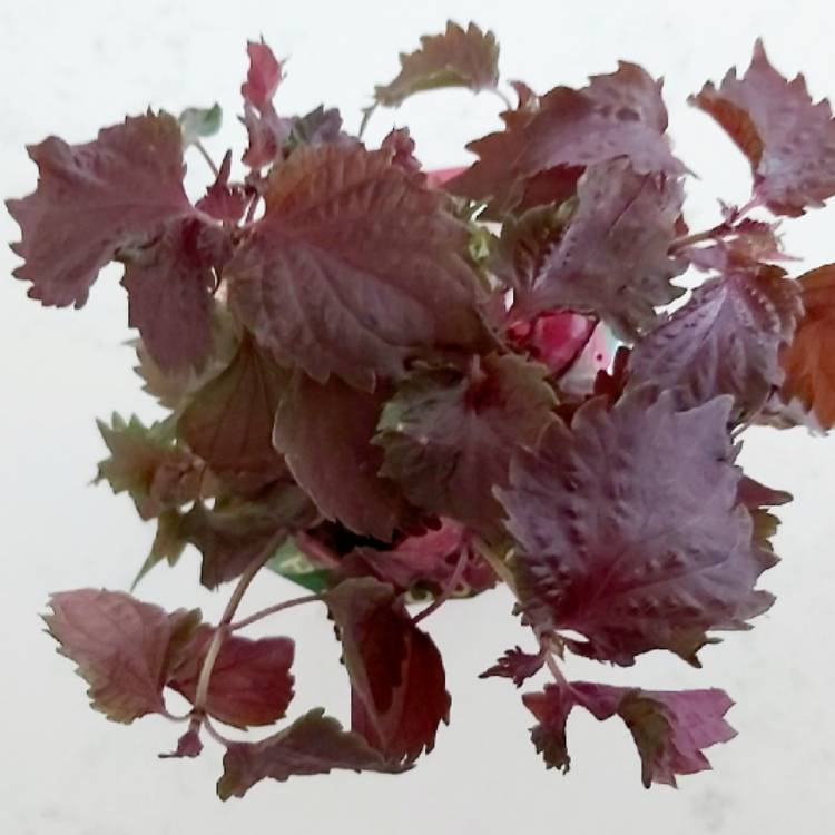 Plant image Perilla frutescens