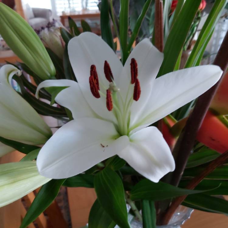 Plant image Lilium 'Tiny Nanny'