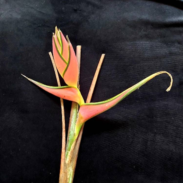 Plant image Heliconia