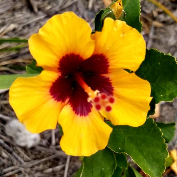 Plant image Hibiscus rosa-sinensis 'Petit Orange' (Hibisqs Petit Series)