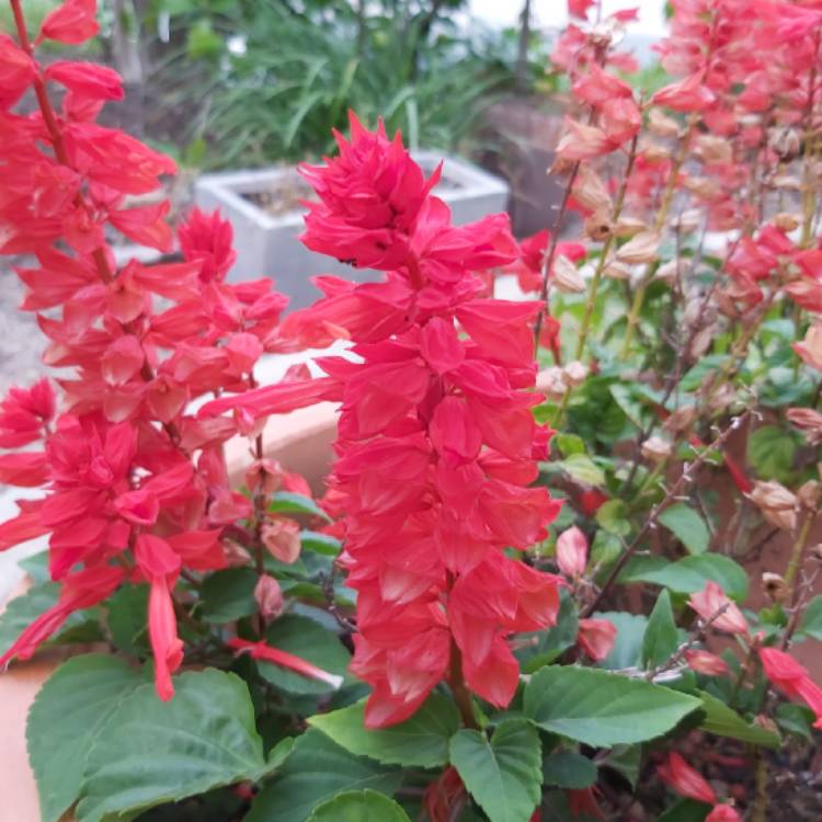 Plant image Salvia splendens
